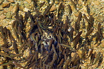 Chub (Squalius cephalus), on spawning ground, Sava Bohinjka River, Slovenia, June. Taken for the Freshwater Project.