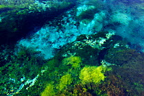 Underwater view of Te Waikoropupu spring, largest coldwater spring in the Southern Hemisphere, this spring is of high cultural and spiritual significance for the local Maori, New Zealand, February 201...