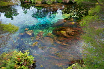 Aquatic plants in Te Waikoropupu spring, largest coldwater spring in the Southern Hemisphere, this spring is of high cultural and spiritual significance for the local Maori, New Zealand, February 2013...