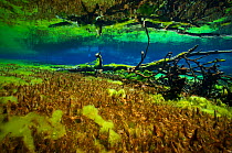 Underwater view of Rangimairewhenua or Blue Lake, Nelson Lakes National Park, New Zealand's Southern Alps, New Zealand. Sacred to the Maori, with the clearest natural fresh water of the world, Februar...