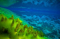 Underwater view of Rangimairewhenua or Blue Lake, Nelson Lakes National Park, New Zealand's Southern Alps, New Zealand. Sacred to the Maori, with the clearest natural fresh water of the world, Februar...