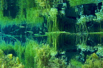 Underwater landscape in Karst spring, Julian alps, Slovenia, June. Taken for the Freshwater Project.