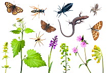 Composite of many different species  of plants, insects spiders and Wall Lizard (Podarcis muralis) from Preporche, Burgundy, France, April. meetyourneighbours.net project