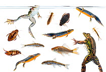 Field studio composite of amphibians, fish, and aquatic invertebrates from Preporche, Burgundy, France, April. meetyourneighbours.net project