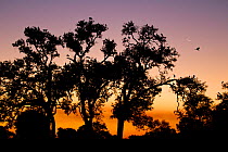 Yellow-billed stork (Mycteria ibis) colony silhouetted at dusk, South Luangwa National Park, Zambia. May.