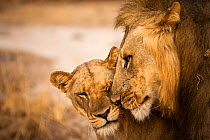 African lion (Panthera leo) pair, male nuzzling female, South Luangwa National Park, Zambia. September.