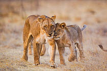 African lionness (Panthera leo) interacting with cub, South Luangwa National Park, Zambia. September.