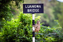 Yellow baboon (Papio cynocephalus) climbing 'Luangwa Bridge' sign, South Luangwa National Park, Zambia. January.