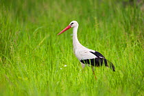 White stork (Ciconia ciconia) walking in tall grass, South Luangwa National Park, Zambia. January.