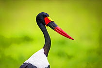 Saddle-billed Stork (Ephippiorhynchus senegalensis) profile, South Luangwa National Park, Zambia. January.