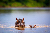 Hippopotamus (Hippopotamus amphibius) mother and calf submerged in water, South Luangwa National Park, Zambia. January.