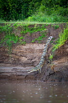 Nile crocodile (Crocodylus niloticus) climbing down a steep river bank to the water,South Luangwa National Park, Zambia. January.