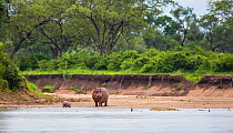 Hippopotamus (Hippopotamus amphibius) mother standing between her newborn baby and a Nile crocodile (Crocodylus niloticus) on a riverbank, South Luangwa National Park, Zambia. January.