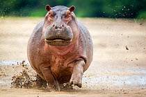 Hippopotamus (Hippopotamus amphibius) female charging in water. This female had a newborn calf on the riverbank, South Luangwa National Park, Zambia. January.