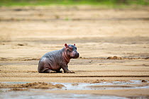 Newborn baby hippopotamus (Hippopotamus amphibius) sitting at a riverbank, South Luangwa. January.
