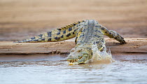 Nile crocodile (Crocodylus niloticus) entering the Luangwa River, South Luangwa National Park, Zambia. January.