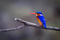 Malachite kingfisher (Alcedo cristata) on the banks of the Luangwa River, South Luangwa National Park, Zambia. January.