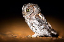African Scops Owl (Otus senegalensis) on the ground at night, South Luangwa National Park, Zambia. January.