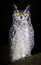 Spotted eagle owl (Bubo africanus) portrait at night, Katete, Zambia. February.