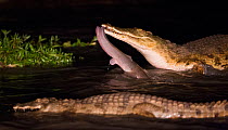 Nile crocodile with fish prey at night, South Luangwa National Park, Zambia. February.