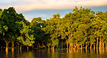Flooded ebony grove, South Luangwa National Park, Zambia. March 2013