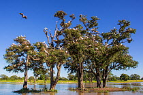 Flock of Yellow billed storks (Mycteria ibis) roosting in trees during a flood, South Luangwa National Park, Zambia. March.