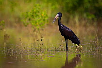 African openbill (Anastomus lamelligerus) standing in water, South Luangwa National Park, Zambia. March.