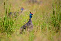 Helmeted guineafowl (Numida meleagris) looking out over tall grass, South Luangwa National Park, Zambia. March.
