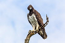 Martial Eagle (Polemaetus bellicosus) perched on branch, South Luangwa National Park, Zambia. March.