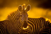 Crawshay's zebra (Equus quagga crawshayi) in evening light, South Luangwa National Park, Zambia. March.