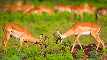 Two male Impala (Aepyceros melampus) fighting, South Luangwa National Park, Zambia. March.