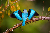 Woodland Kingfisher (Halcyon senegalensis) from behind with wings spread, South Luangwa National Park, Zambia. April.