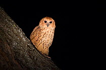 Pel's fishing owl (Scotopelia peli) perched at night, South Luangwa National Park, Zambia. May.