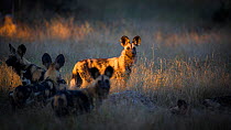 African wild dog (Lycaon pictus) in evening light, South Luangwa National Park, Zambia. June.