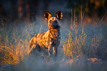 African wild dog (Lycaon pictus) in evening light, South Luangwa National Park, Zambia. June.