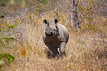 Black rhinoceros (Diceros bicornis) walking through grass, North Luangwa National Park, Zambia. June.