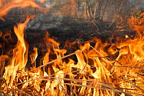 Fire in South Luangwa National Park, Zambia. August 2013.