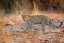 Leopard (Panthera pardus) stalking, South Luangwa National Park, Zambia. August.