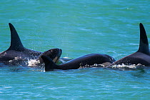 Orca (Orcinus orca) baby age 10 days, swimming with his mother and pod. Punta Norte Natural Reserve, Peninsula Valdes, Chubut Province, Patagonia, Argentina.