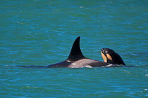 Orca (Orcinus orca) baby age 10 days, swimming with his mother. Punta Norte Natural Reserve, Peninsula Valdes, Chubut Province, Patagonia Argentina
