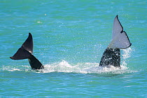 RF- Two Orca whales (Orcinus orca) diving with caudal fins out of water. Punta Norte Natural Reserve, Peninsula Valdes, Chubut Province, Patagonia Argentina (This image may be licensed either as right...