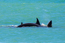 Orca (Orcinus orca) baby age 10 days, swimming with his mother and pod. Punta Norte Natural Reserve, Peninsula Valdes, Chubut Province, Patagonia Argentina
