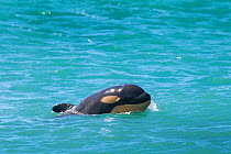 Orca (Orcinus orca) baby age 10 days, swimming. Punta Norte Natural Reserve, Peninsula Valdes, Chubut Province, Patagonia Argentina