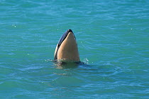 Orca (Orcinus orca) baby age 10 days,  spy hopping. Punta Norte Natural Reserve, Peninsula Valdes, Chubut Province, Patagonia Argentina