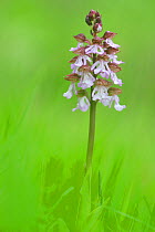 Lady Orchid (Orchis purpurea) Cailles Valley Regional Nature Reserve / Reserve Naturelle Regionale de la Vallee des Cailles, Eure-et-Loir, France, May.