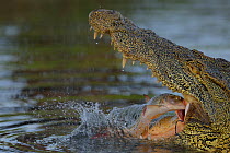 Tiger fish fights back by  biting back of throat of Nile crocodile (Crocodylus niloticus) that is trying to catch it, Chobe River, Botswana, November.