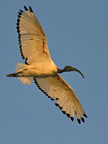 African sacred ibis (Threskiornis aethiopicus) in flight, Chobe River,  Botswana.