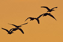 Six African sacred ibis (Threskiornis aethiopicus) in flight against orange sky, Chobe River, Botswana.