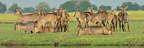 Waterbuck (Kobus ellipsiprymnus) herd grazing and resting, Chobe River, Botswana, November.