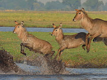 Three Waterbuck (Kobus ellipsiprymnus) jumping across water, Chobe River, Botswana, November.